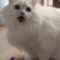 お口を開けた長毛白猫さん