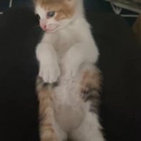下を見ている子猫