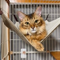 ハンモックにいる猫