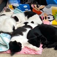 丸まって寝る4匹