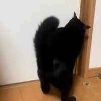 ドアを開けようとする猫