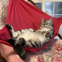 ハンモックでくつろぐ猫の様子