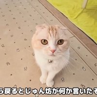 飼い主さんに報告しにきた猫さん