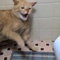 ドライヤーに威嚇する猫