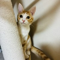 茶白の猫・のんちゃん