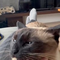 頬をなでられる猫