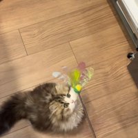 狙う猫