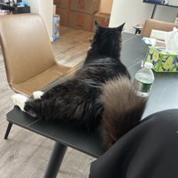 テーブルに乗る猫の後ろ姿