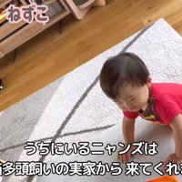 うちにいるニャンズ