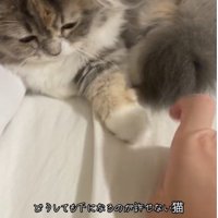 人の指を見ている猫