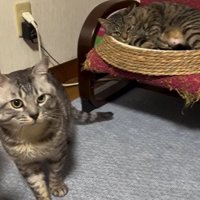 立っている猫とベッドに寝る猫