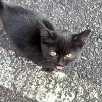 鳴いている黒猫