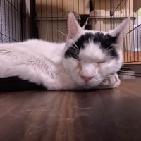 寝る猫