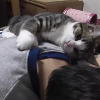 男の子の背中に乗っている子猫