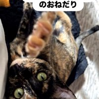 カメラに向かって前足を伸ばしている猫「お仕事行かないでのおねだり」