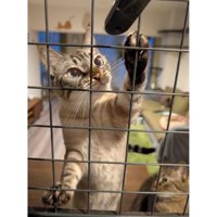 室内にいる猫