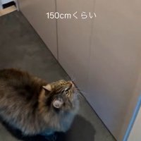 壁を見上げる猫（150㎝くらい）