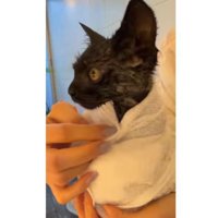 抱かれている猫