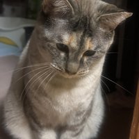 程よい肉付き感の猫