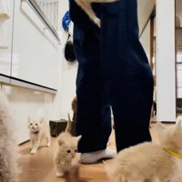 投稿主さんのごはんの準備が待ちきれず騒ぐ子猫たち
