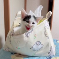 袋に入っている子猫