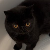 お風呂に入る黒猫の顔