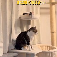 顔を出してそぼろくんを見るしぐれちゃん