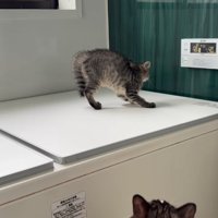 壁に向かって威嚇をしている子猫の斜め後ろ姿