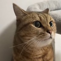 目がまんまる