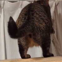 前足でカーテンレールからカーテンを外す猫