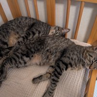 ベビーベッドでくつろぐ2頭の猫