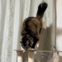 キャットタワー上から二段目で下を見る猫