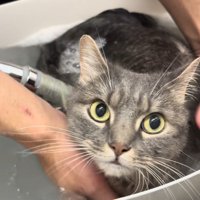 こちらを向いた姿