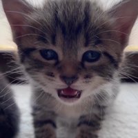 口を少し閉じる子猫