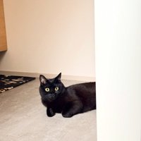 横になって見ている猫
