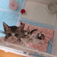 ケージに前足をかける子猫