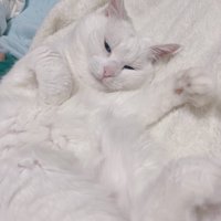 眠そうな顔でへそ天して左手をあげている白猫