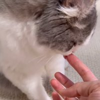 飼い主の指を一生懸命舐める猫