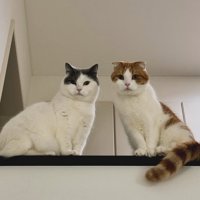 猫2匹が見下ろしている