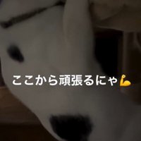 ハンモックに掴まっている猫