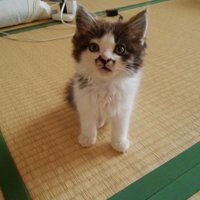 畳の上に立つ子猫