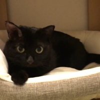 ベッドの中から見つめる猫