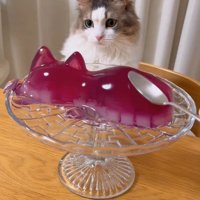 震えているゼリーを凝視する猫