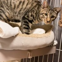 ケージの中にいる猫