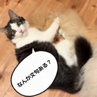 犬のしっぽにじゃれる猫