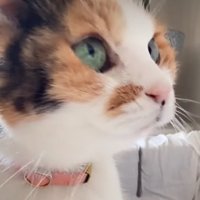 猫の横顔