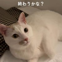 ベッドに寝転がって、飼い主を見つめる猫