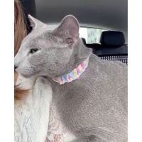 車の中の猫