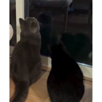 窓際の猫