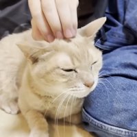 頭をなでられている猫